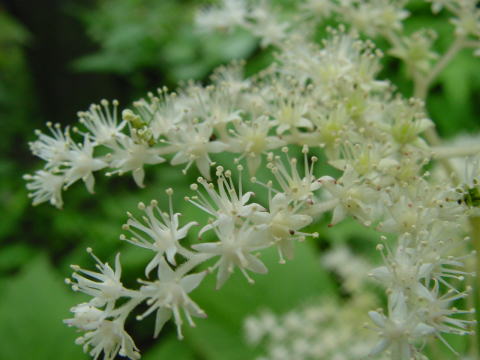 跡見群芳譜(野草譜 ヤグルマソウ)